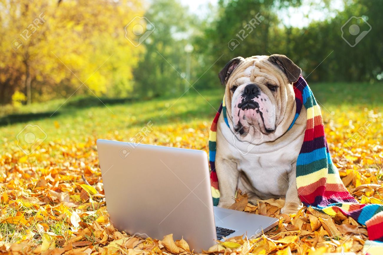 Computer Bulldog