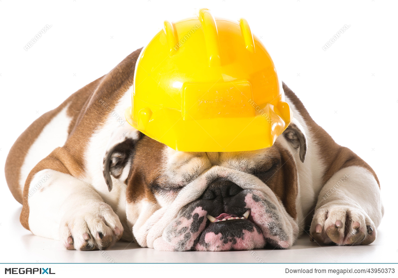 Construction Bulldog