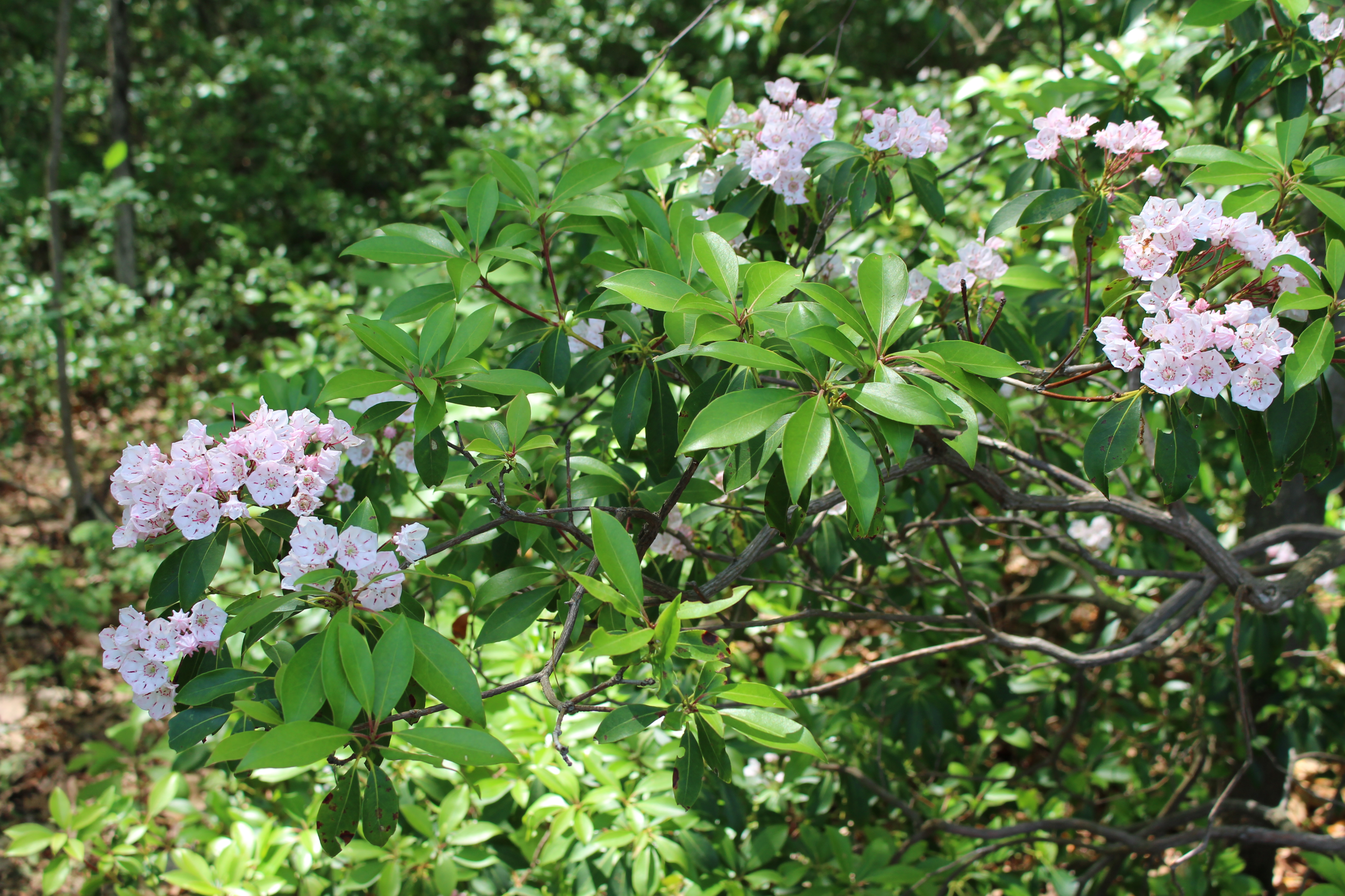 Mountain Laurel