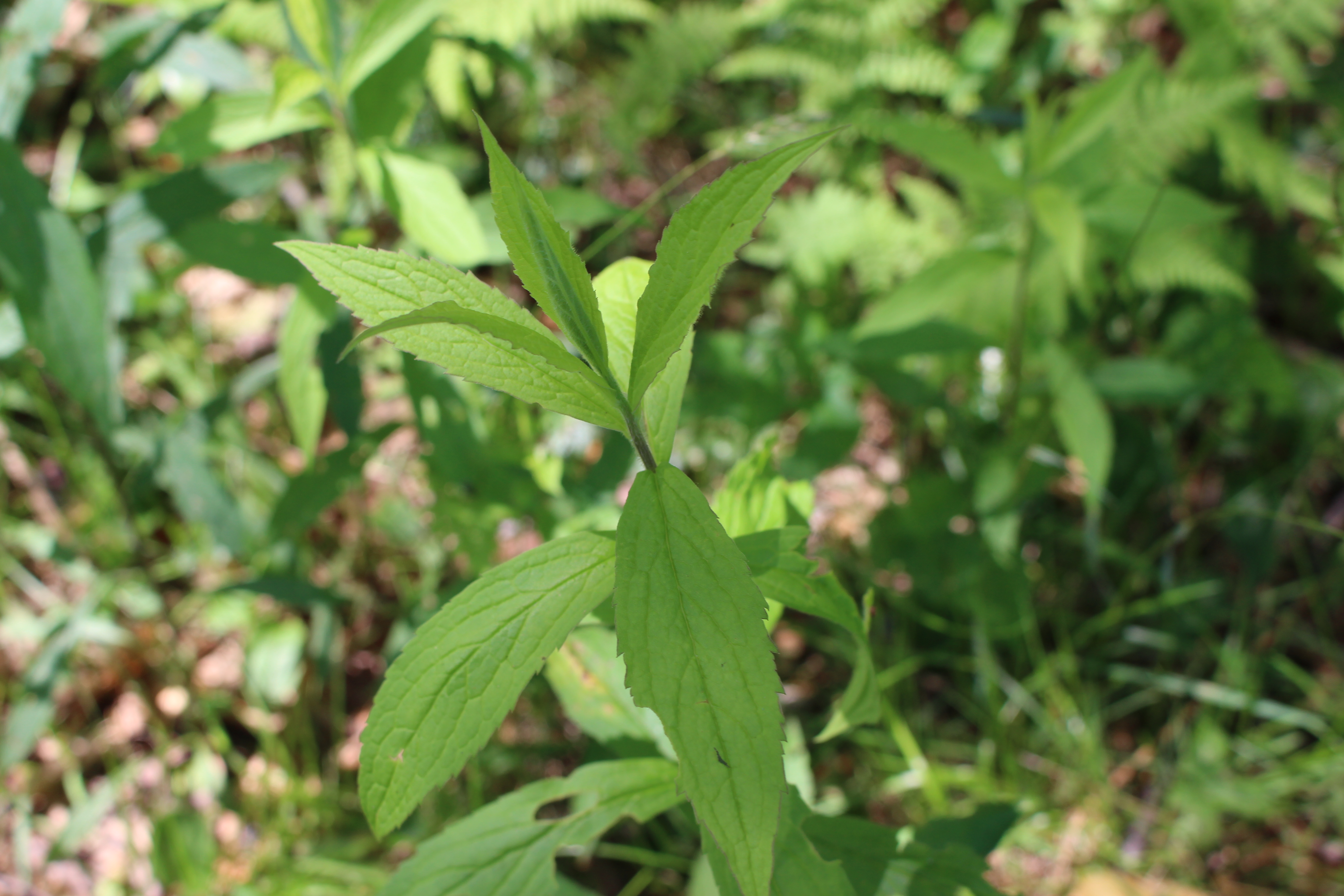 Late Goldenrod