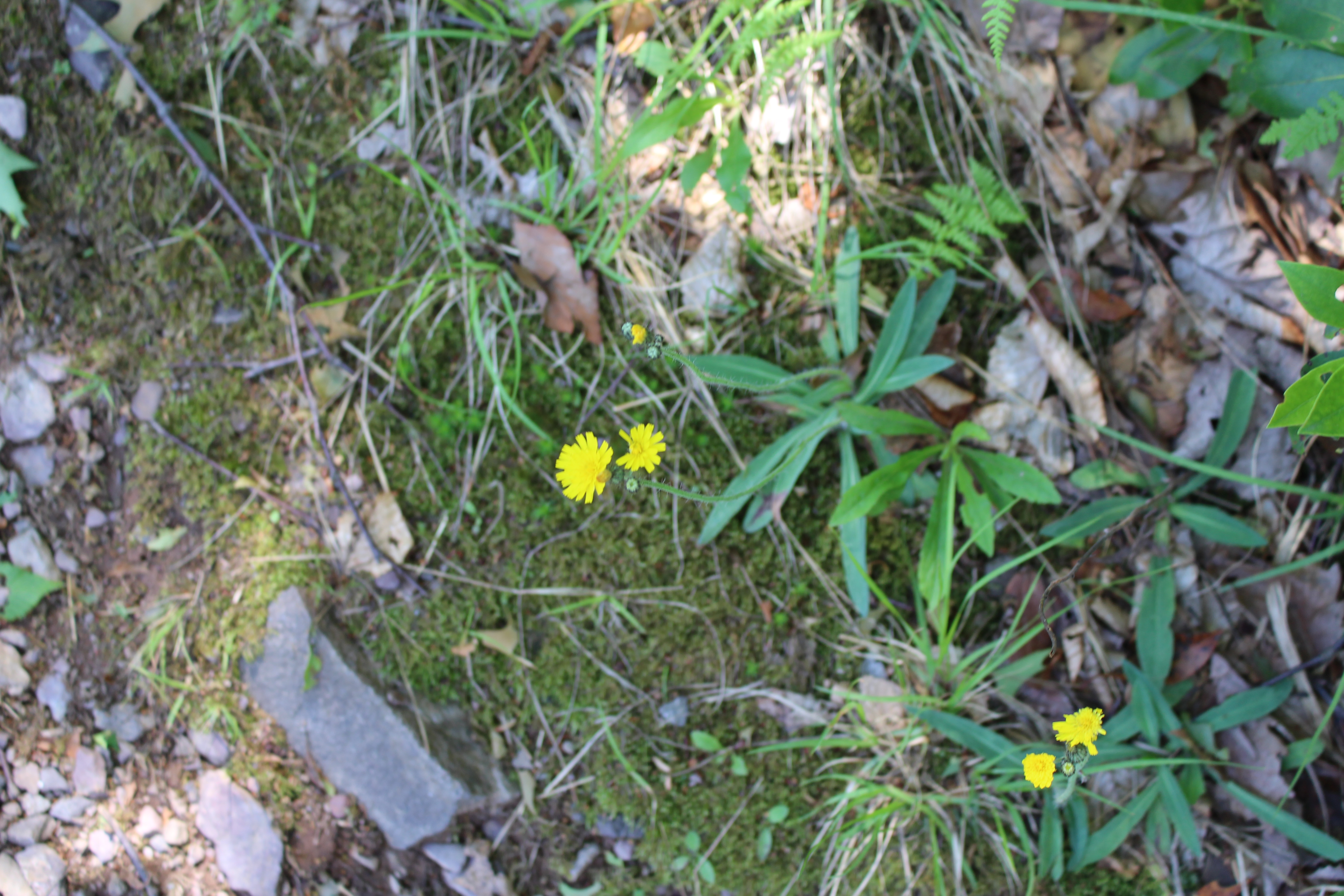 Yellow Hawkweed