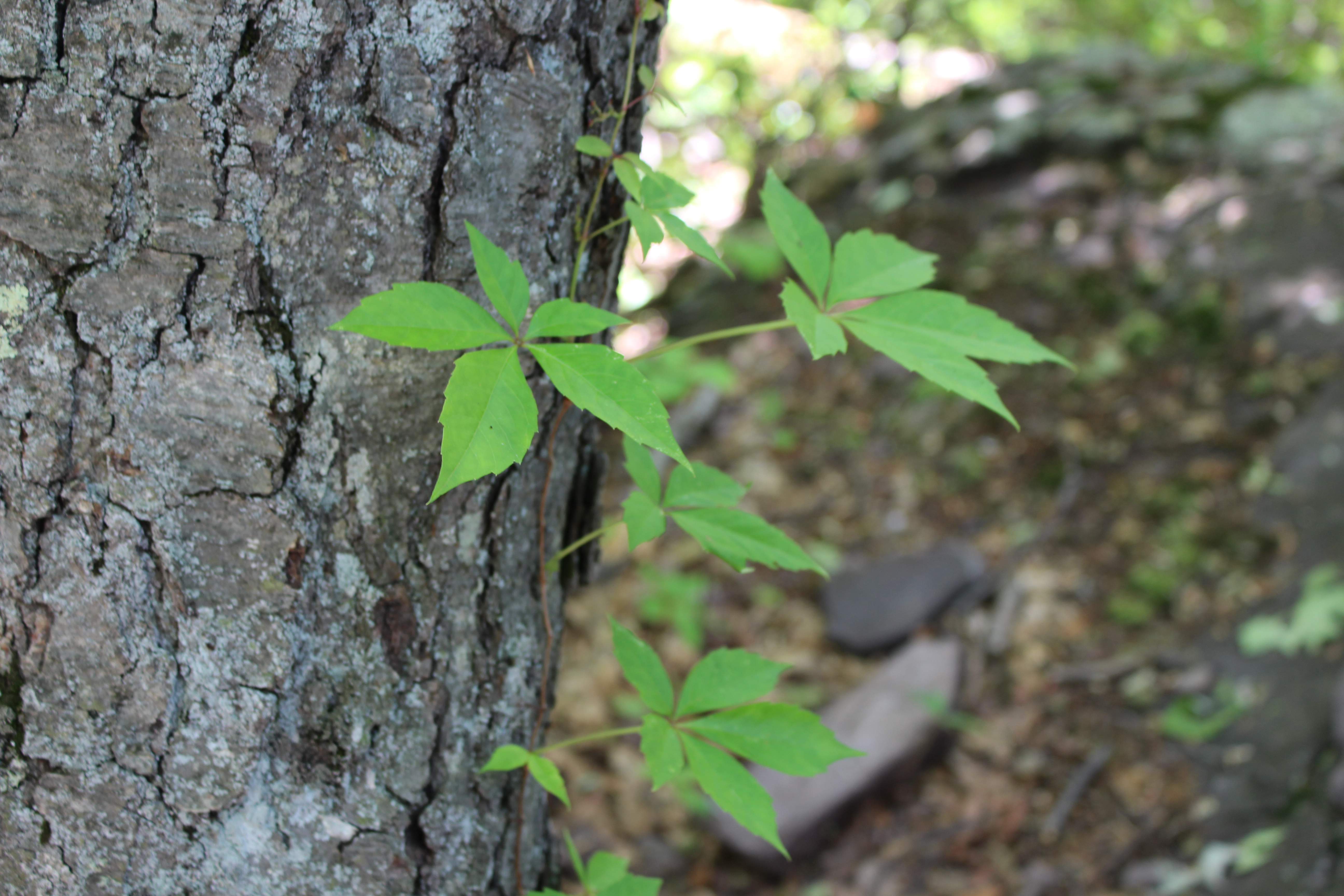 Virginia-creeper