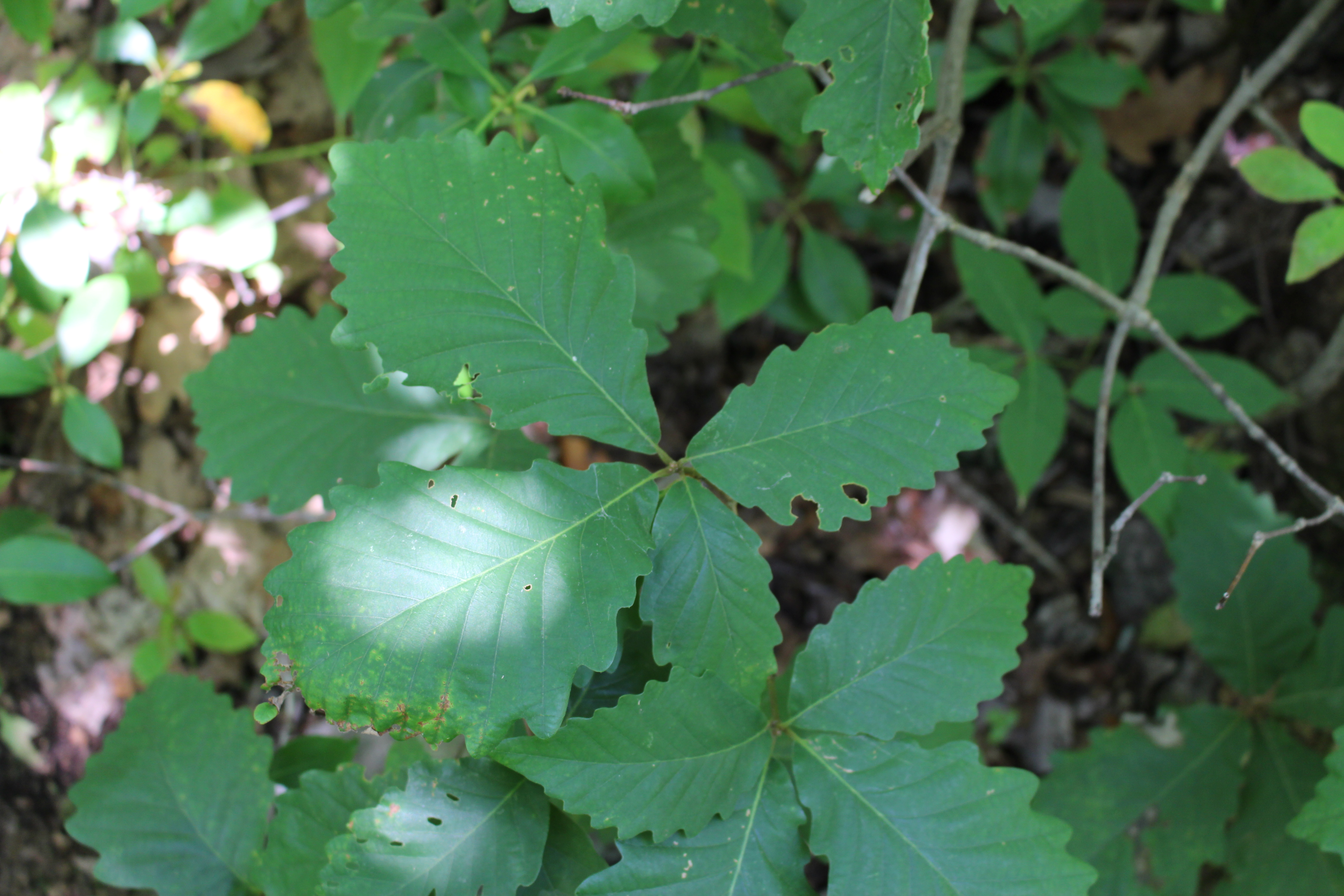 Chestnut Oak