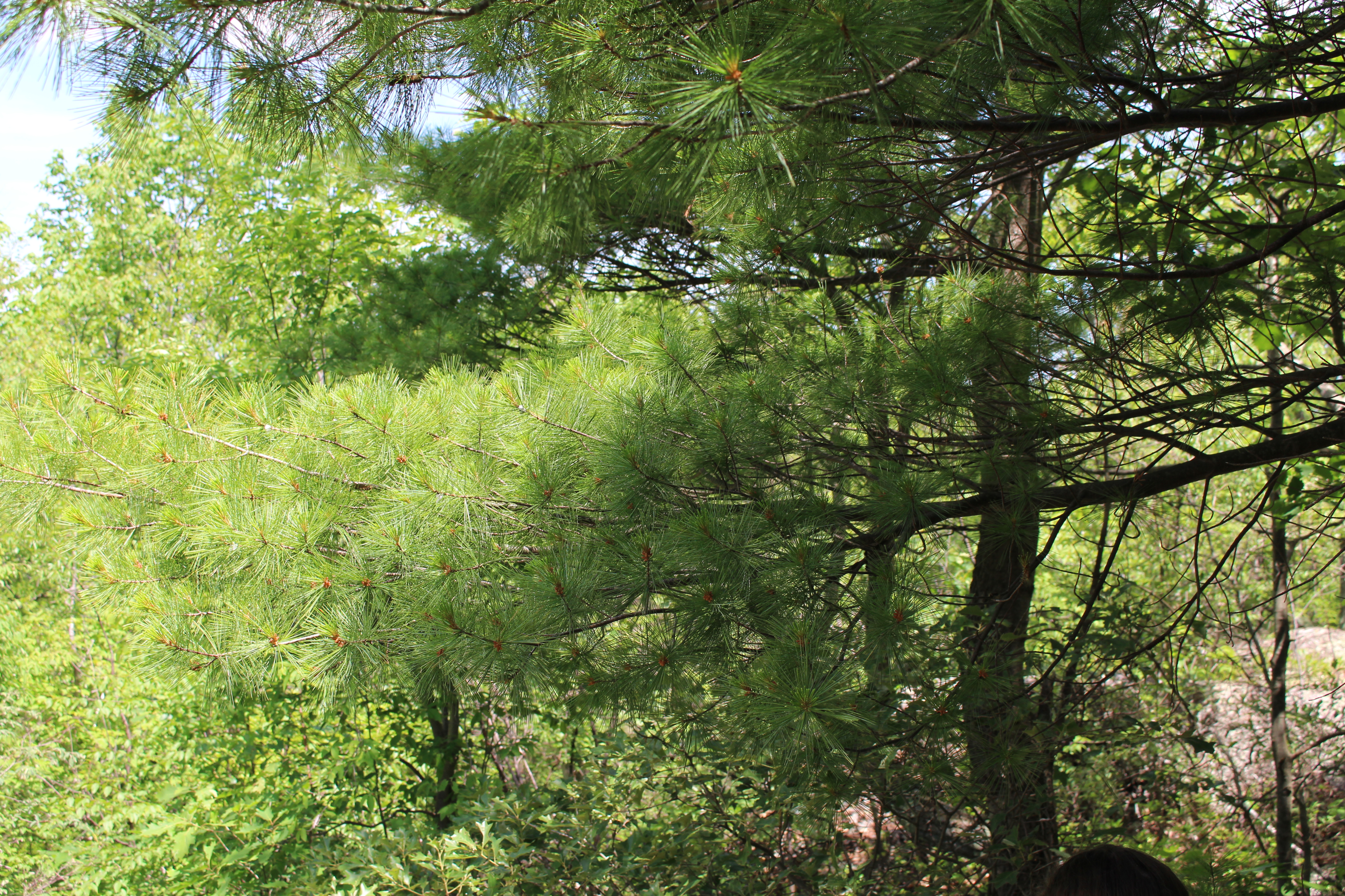 Eastern White Pine