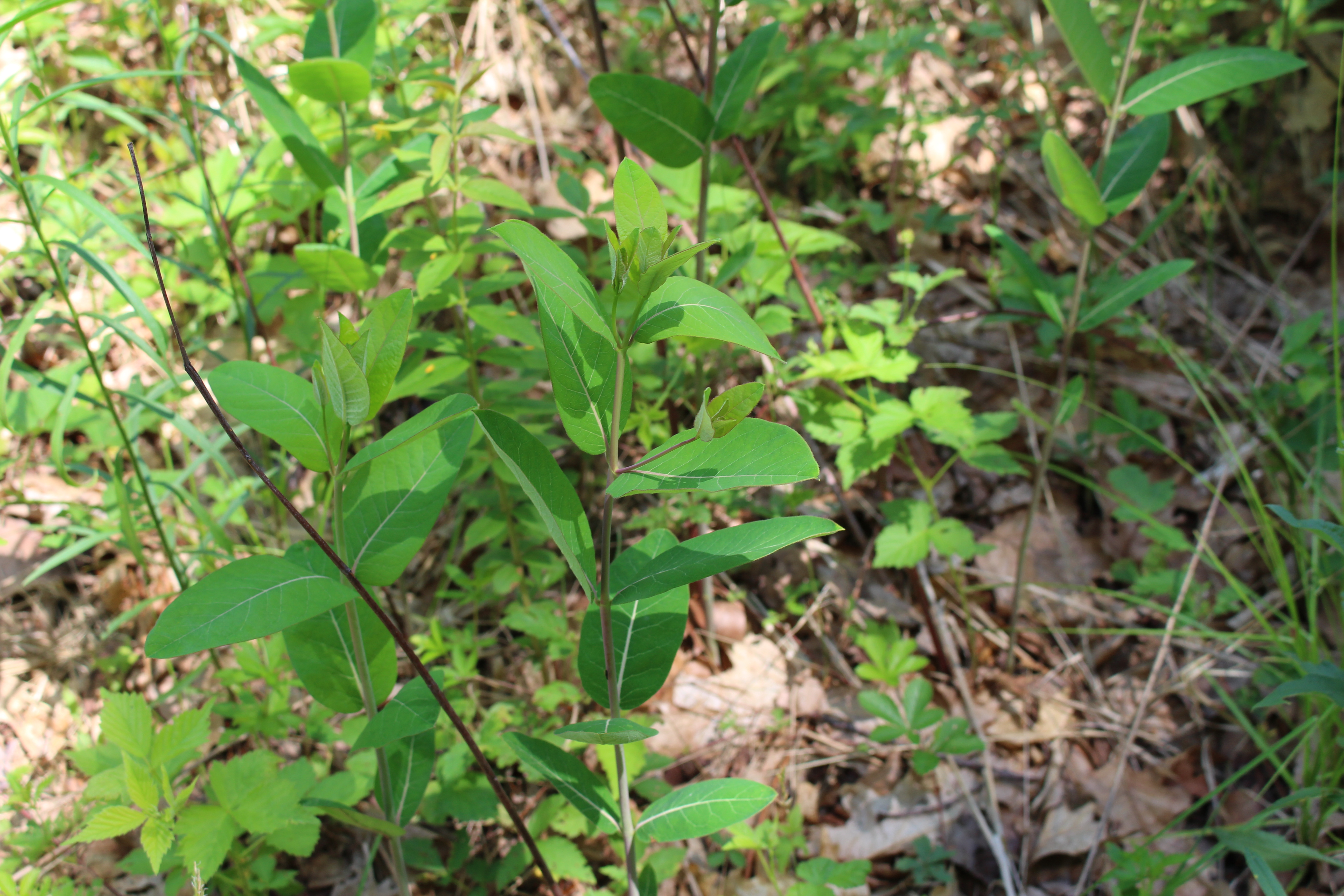 Common Milkweed