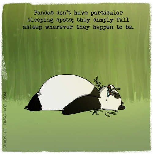 Sleeping Panda